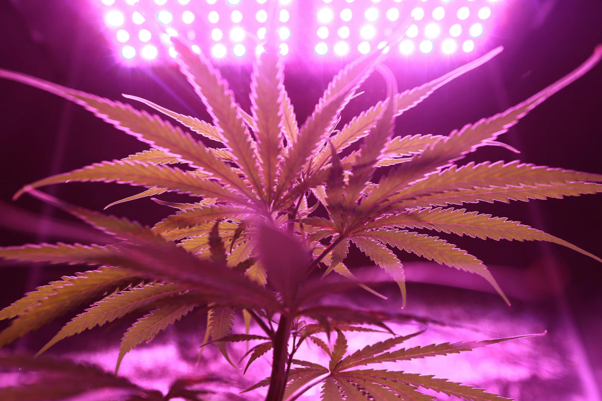 Cali Weed – Hype oder echtes Premium-Cannabis? - Happy Flower