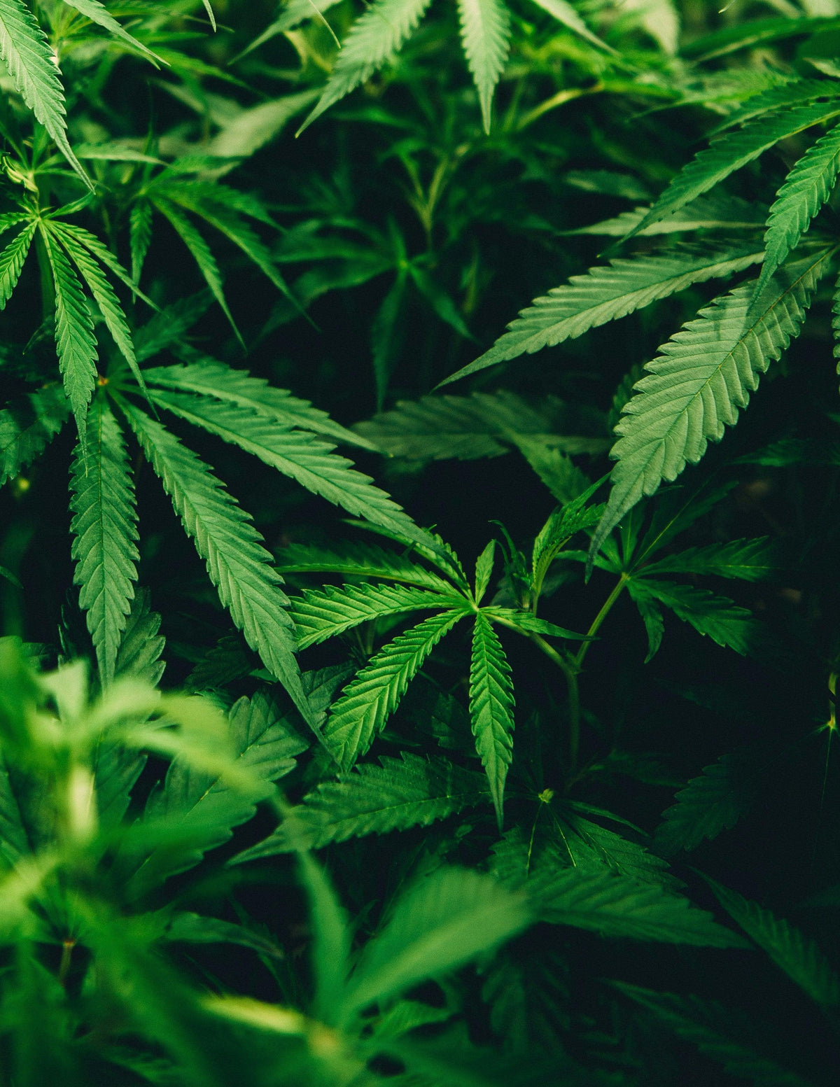 CBG9 Cannabisblätter an der Pflanze