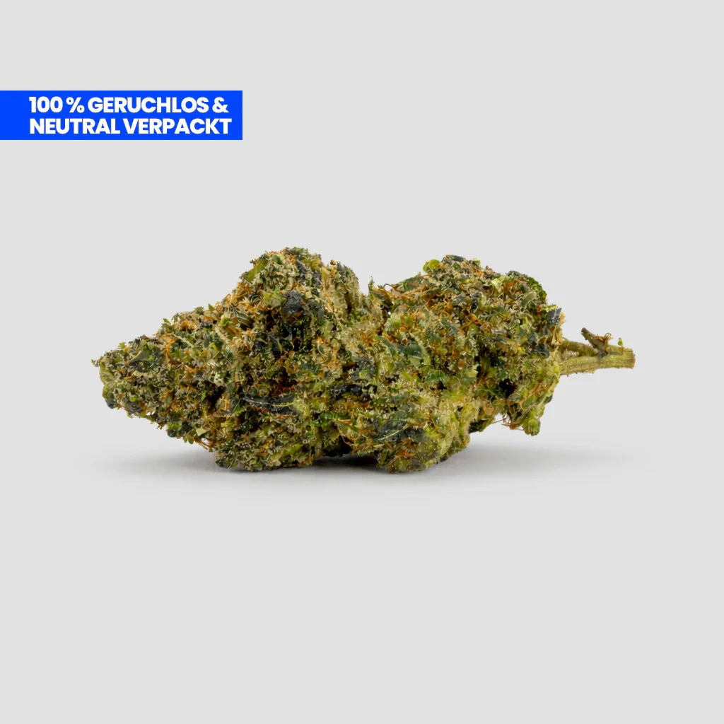 Amnesia Haze PHC Blüte