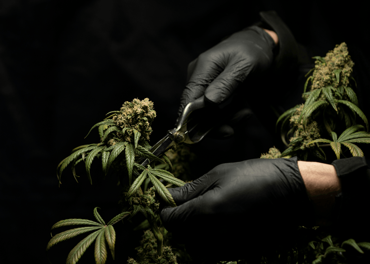 10-OH-HHCP Wirkung erklärt – Intensität, Dauer & Effekt des neuen Cannabinoids.