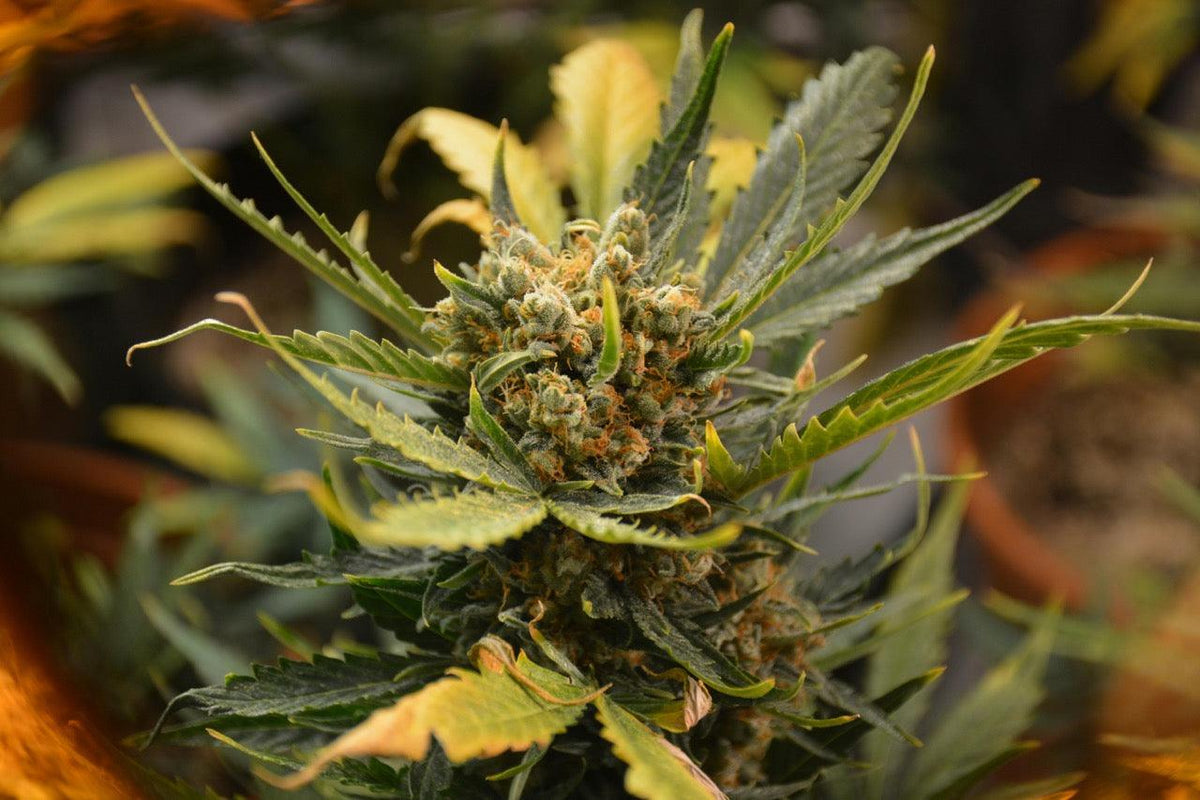HHC und neue Cannabinoide: Alles was du in 2025 über 10-OH-HHC, PHC & 10-OH-HHCP wissen musst - Happy Flower