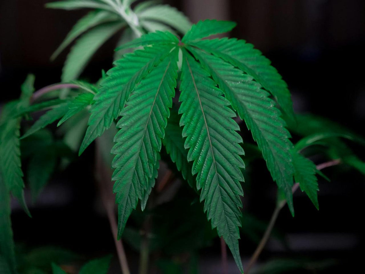 THCV Wirkung: Wie Cannabis-Appetithemmer Energie & Fokus steigern kann