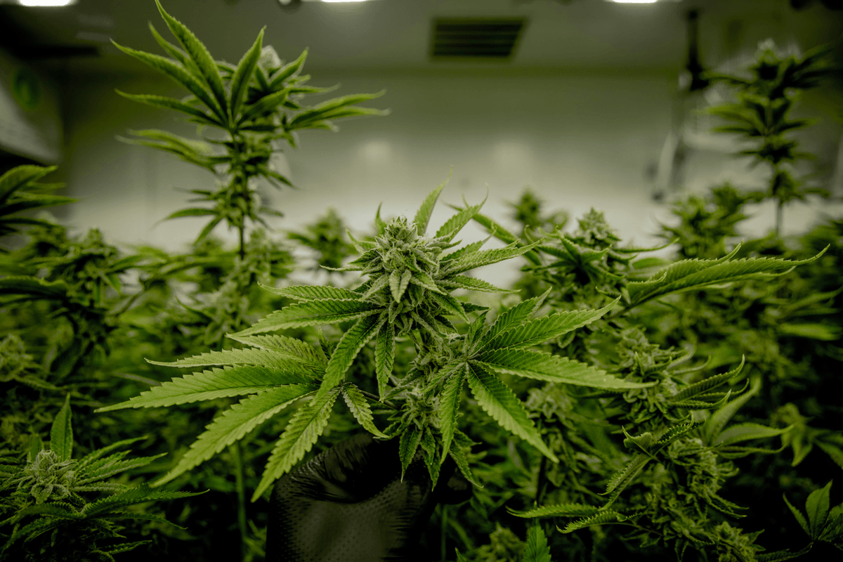 PHC Cannabinoid – Wirkung, Struktur & Legalität im Überblick