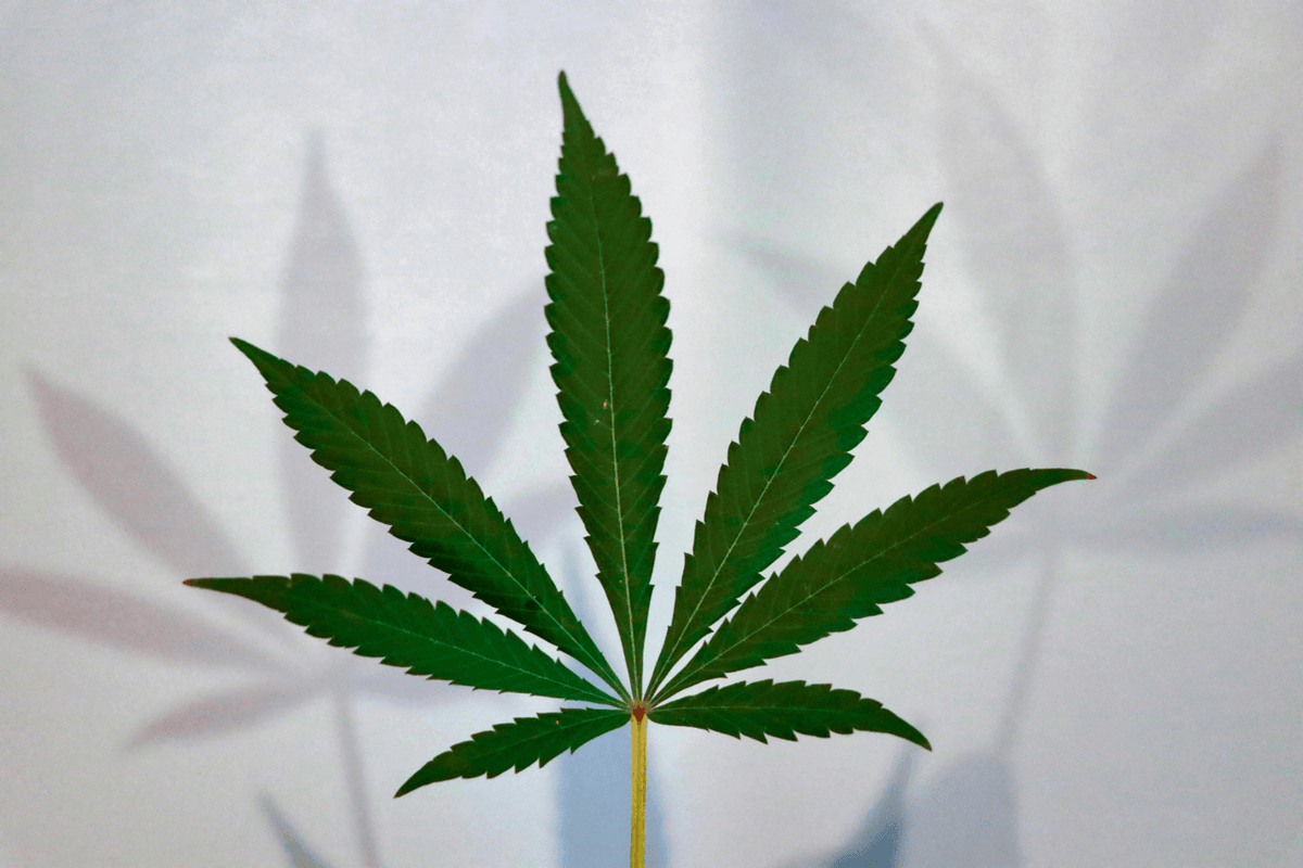 THCM – Alles über das seltene Cannabinoid, seine Wirkung & Legalität