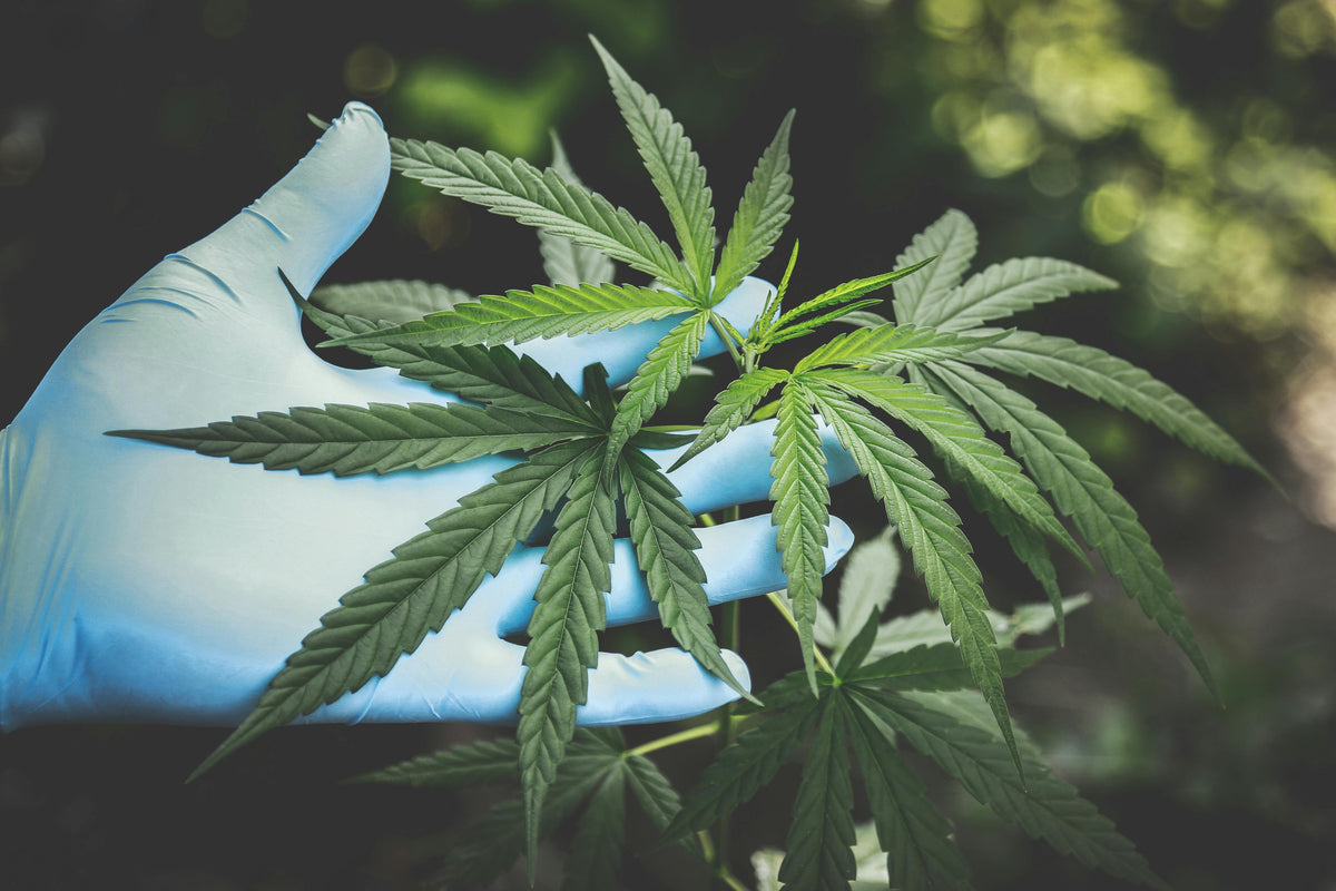 HHC- und THC-Produkte nebeneinander zur Darstellung der Unterschiede in Wirkung und Sicherheit