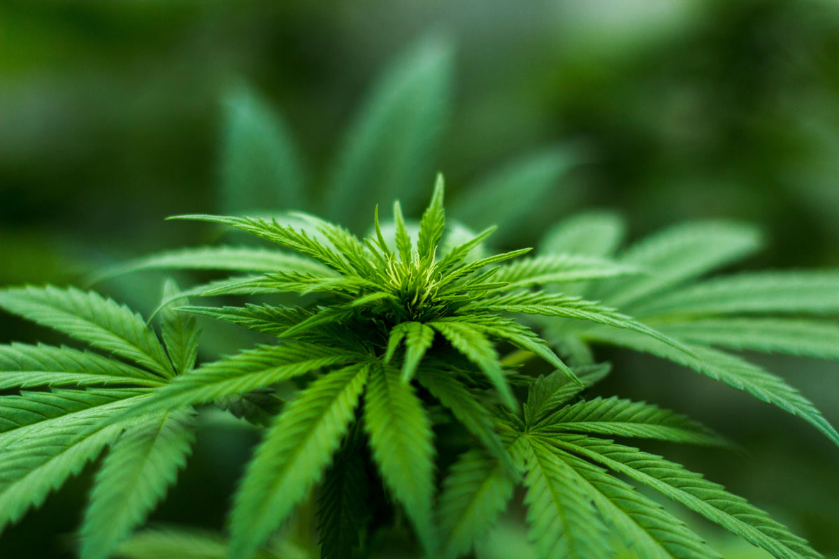 CBD Blüten: Dein umfassender Guide - Happy Flower