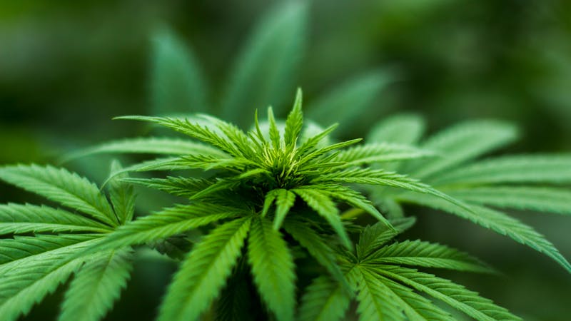THCA vs THC Vergleich Cannabis | Happy Flower