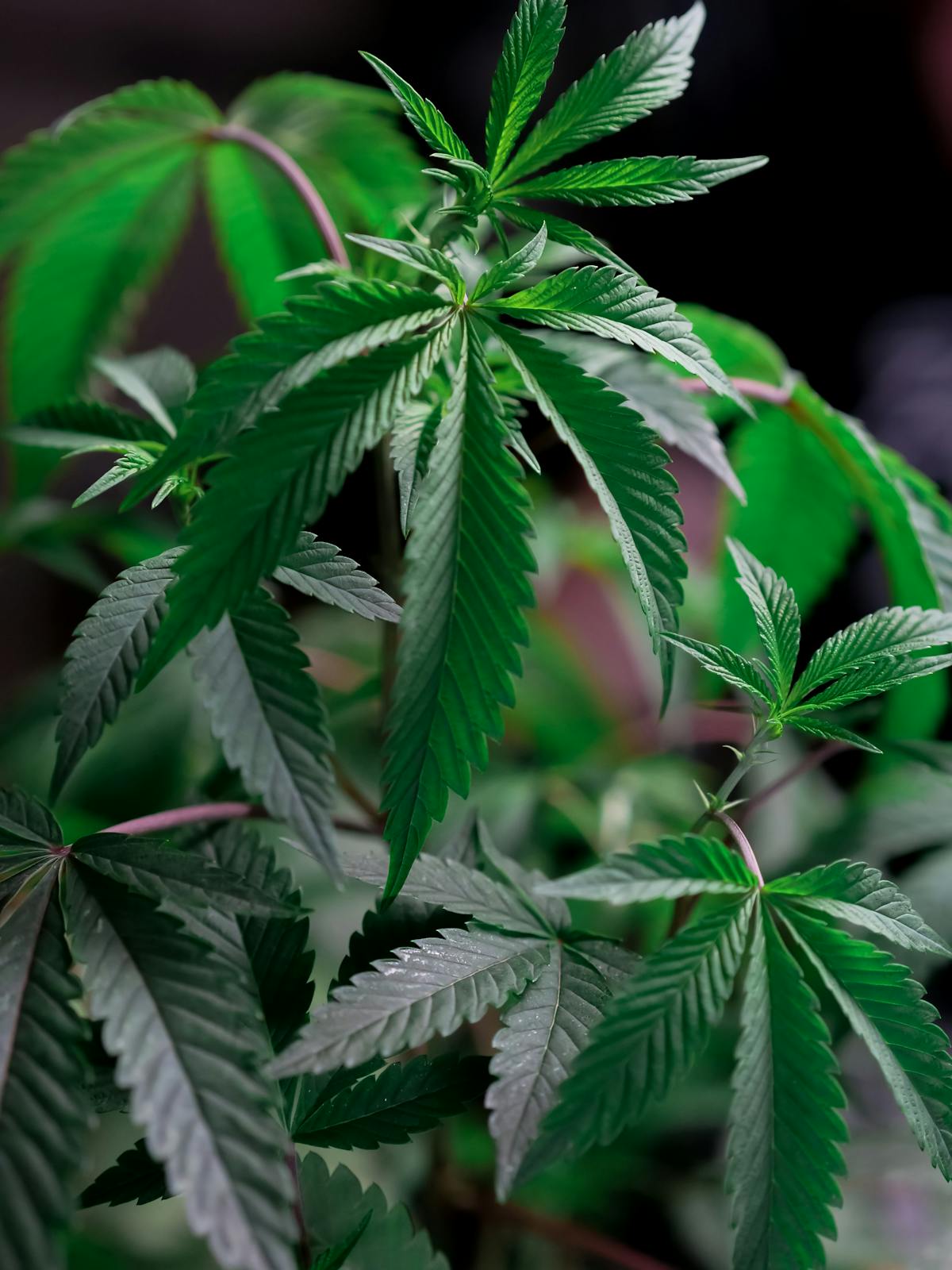 Cannabis-Pflanze Nahaufnahme – rote Augen beim Kiffen erklärt